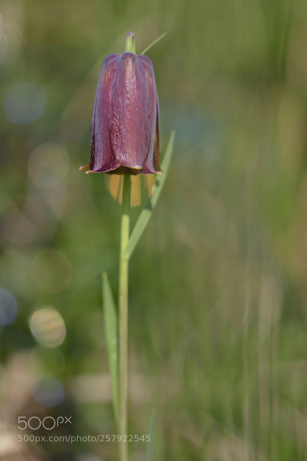Nikon D7200 sample photo. Fritilaria pyrenaica photography