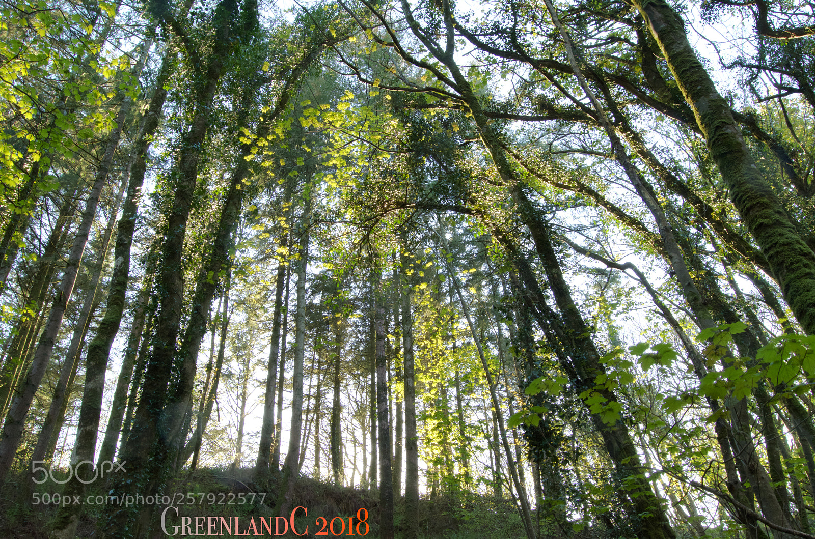 Nikon D5300 sample photo. Trees in a welsh photography