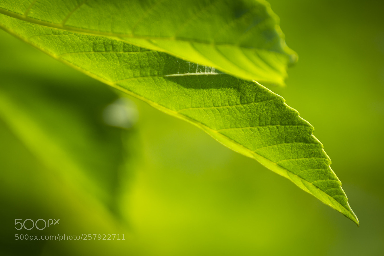 Nikon D7100 sample photo. Just leaf me alone photography