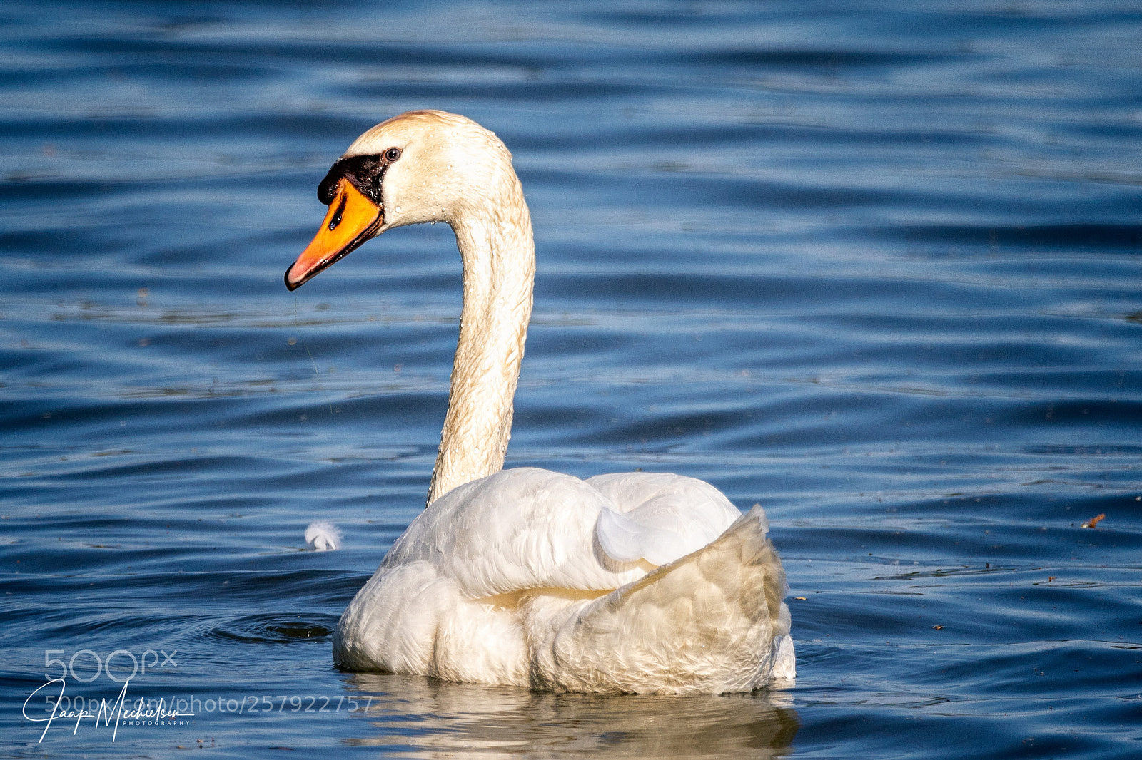 Canon EOS 7D Mark II sample photo. Zwaan photography