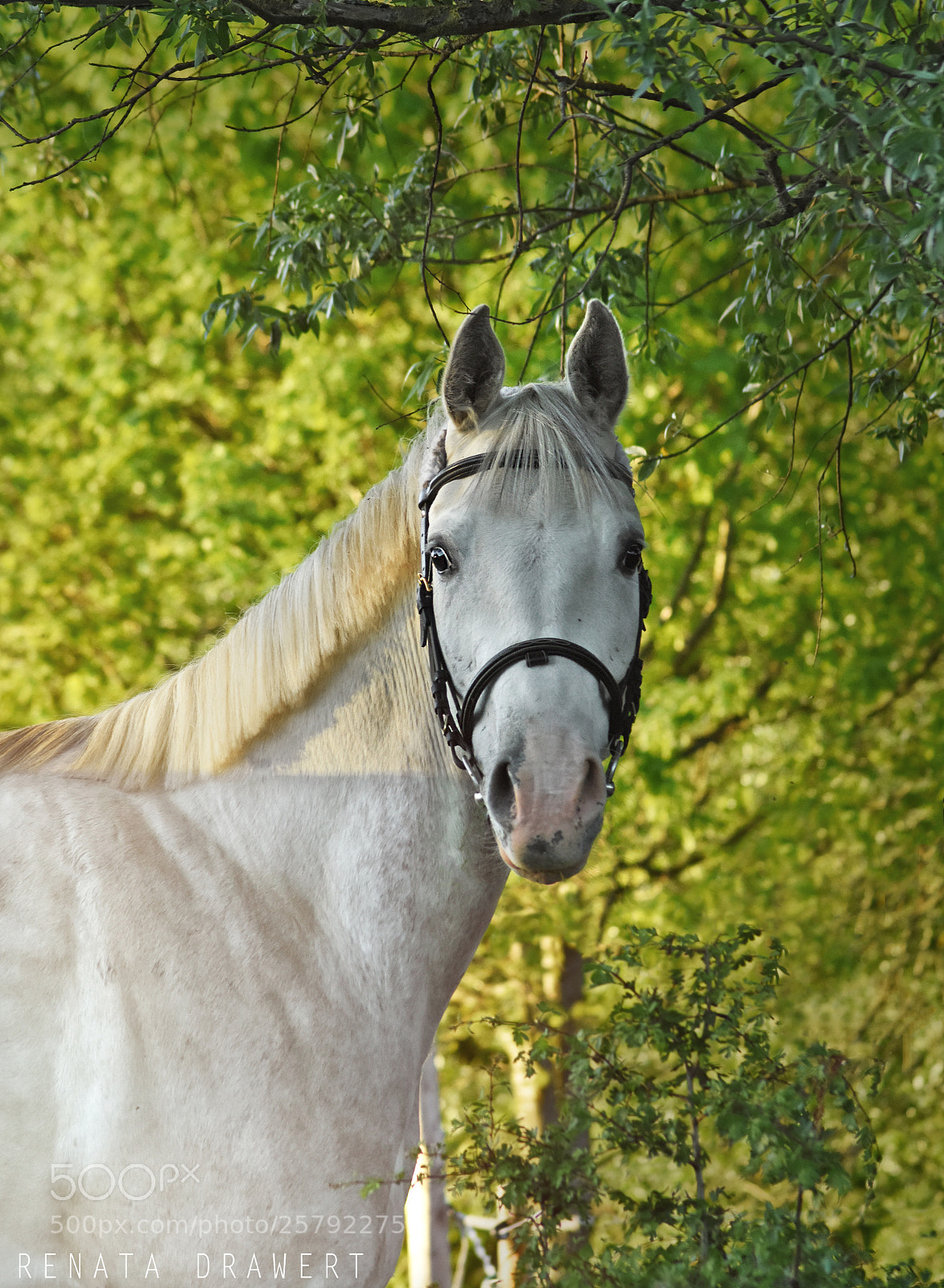 Nikon D7200 sample photo. Radziu photography