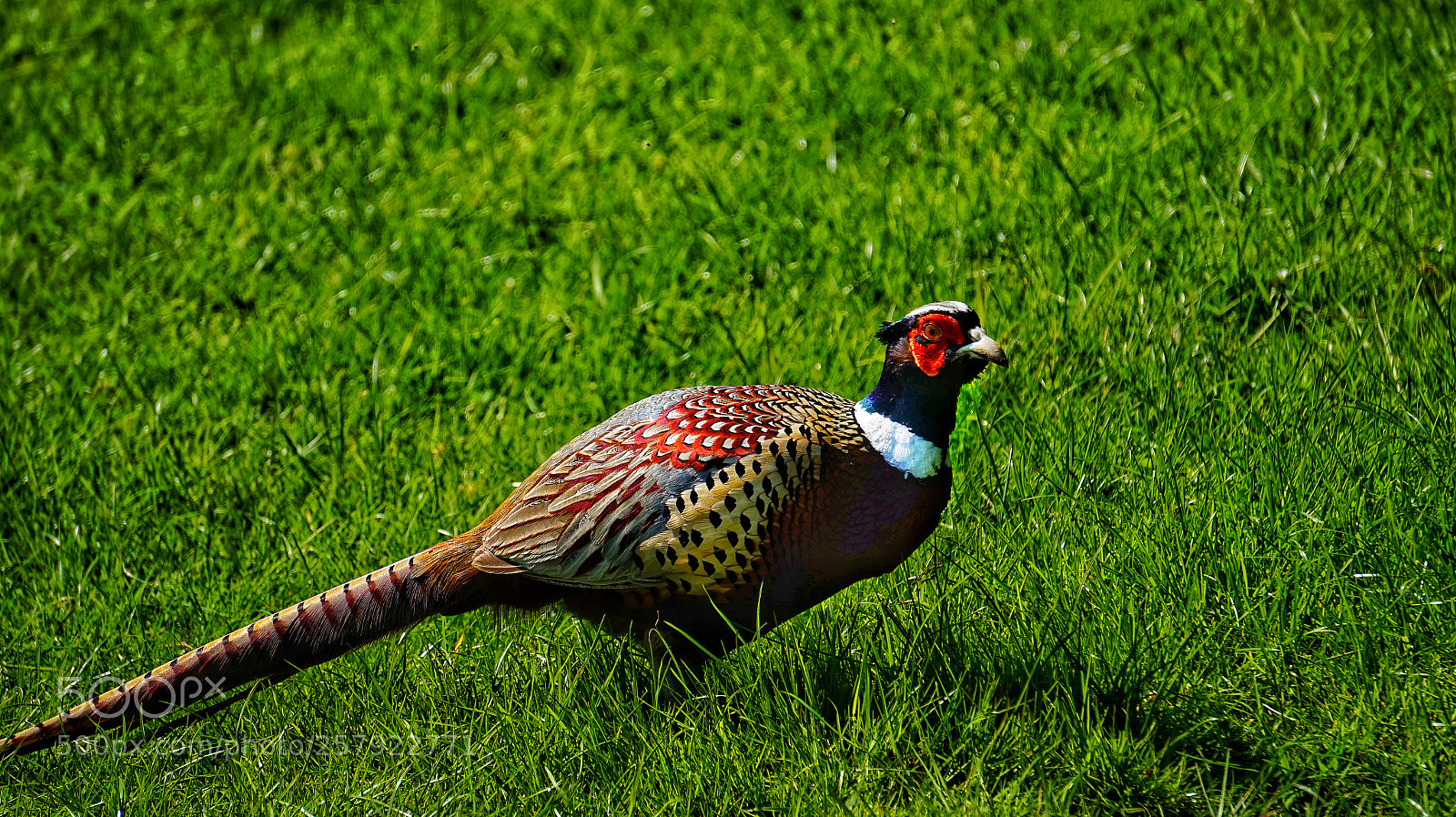 Sony Alpha a5000 (ILCE 5000) sample photo. I am just passing photography