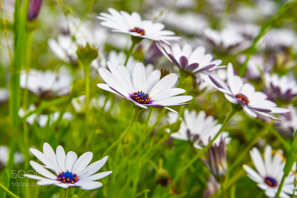 Nikon D750 sample photo. Meadow flower photography