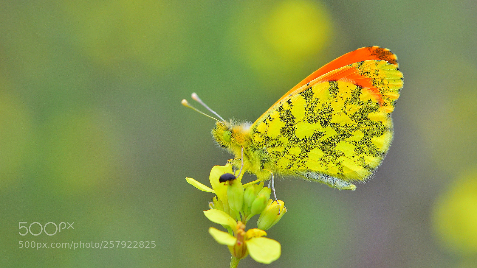 Nikon D810 sample photo. S sl damone anthocharis photography