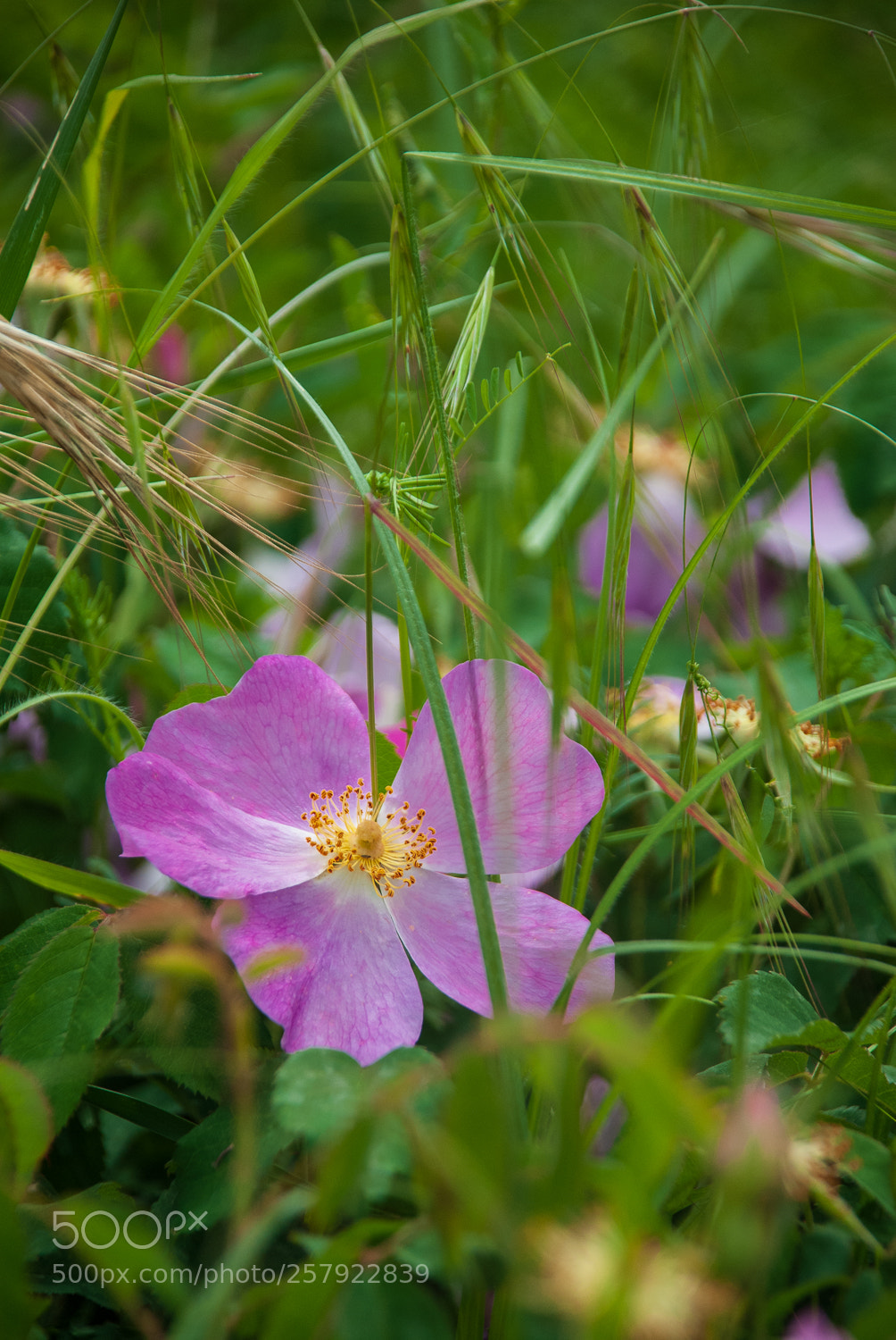 Nikon D200 sample photo. Bliss photography