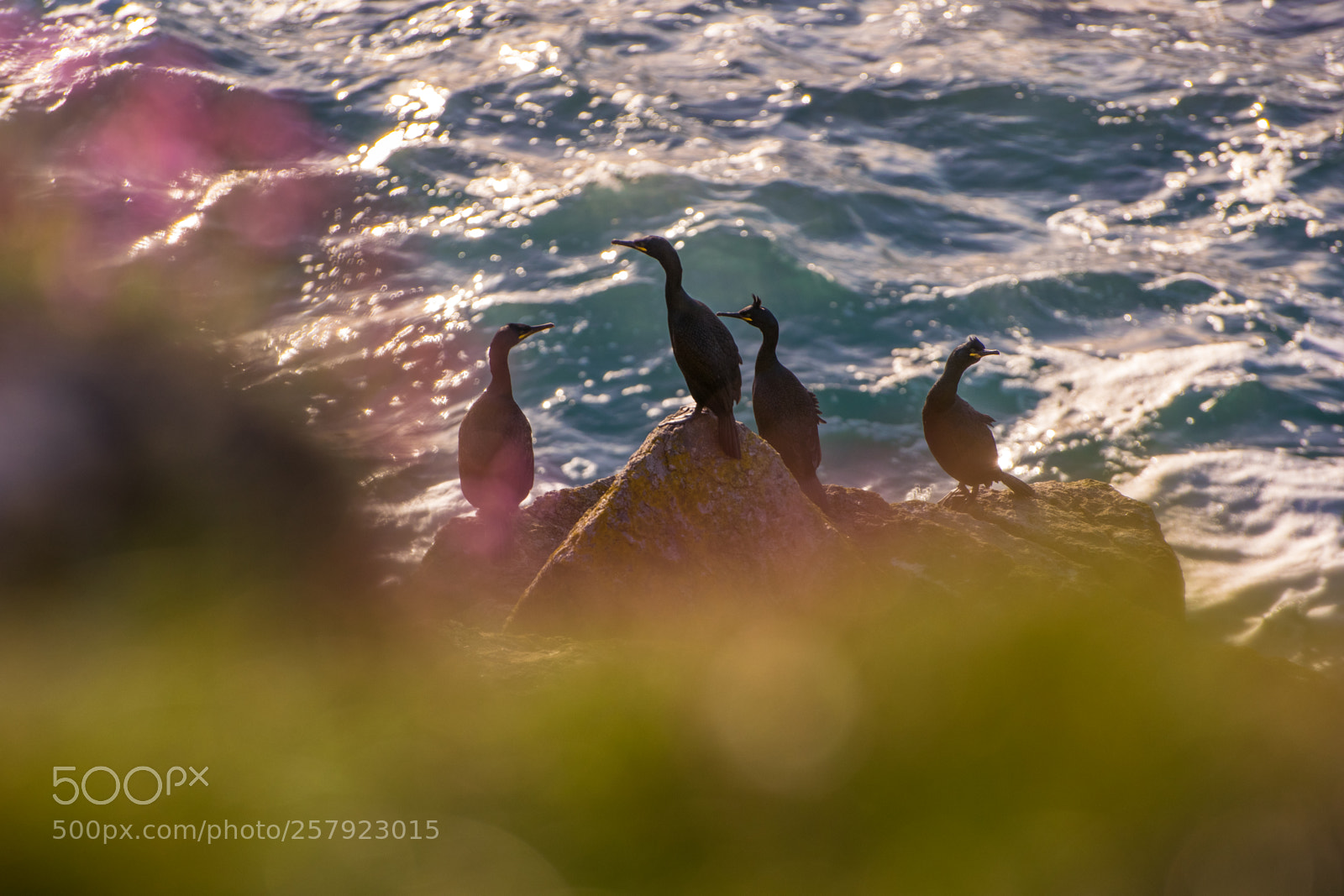 Nikon D3300 sample photo. Land's end shags photography