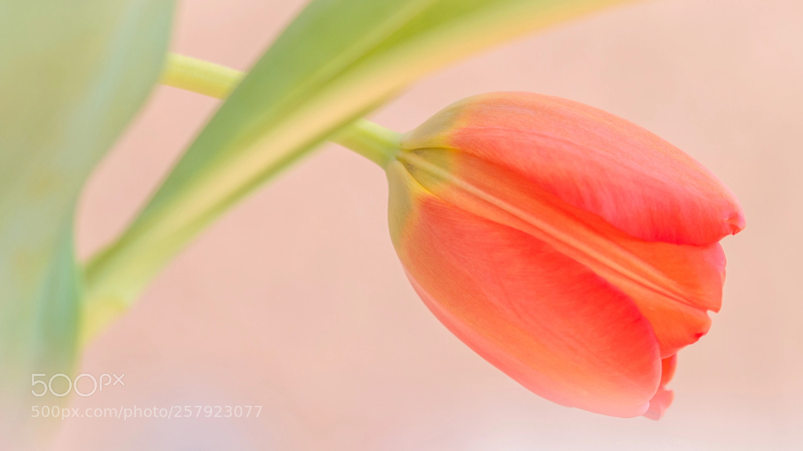 Nikon D3200 sample photo. Tulip photography