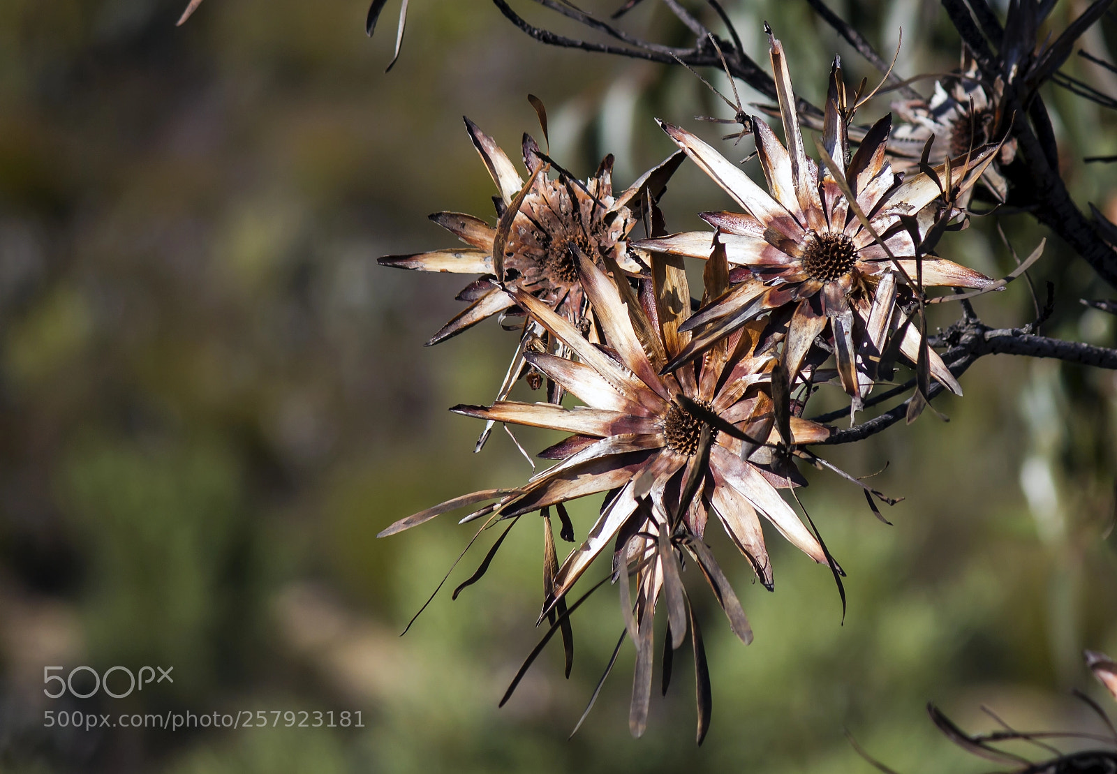 Canon EOS 600D (Rebel EOS T3i / EOS Kiss X5) sample photo. Burnt beauties photography