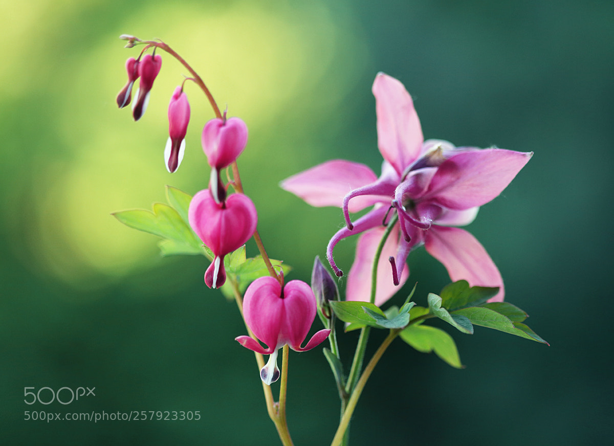 Canon EOS 5D Mark II sample photo. Springtime photography