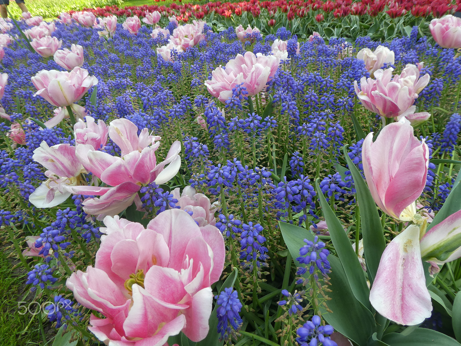 Panasonic Lumix DMC-ZS60 (Lumix DMC-TZ80) sample photo. Keukenhof photography