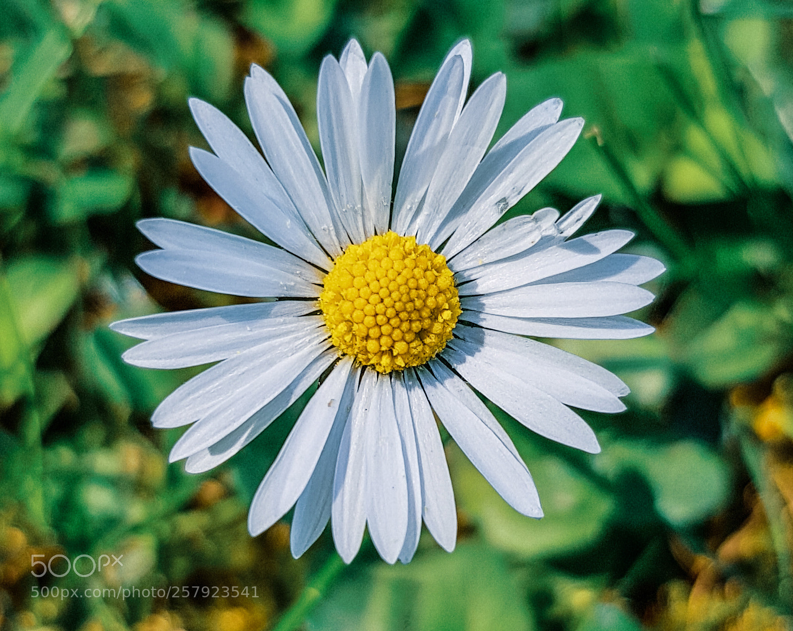Samsung Galaxy S8 sample photo. Little daisy photography