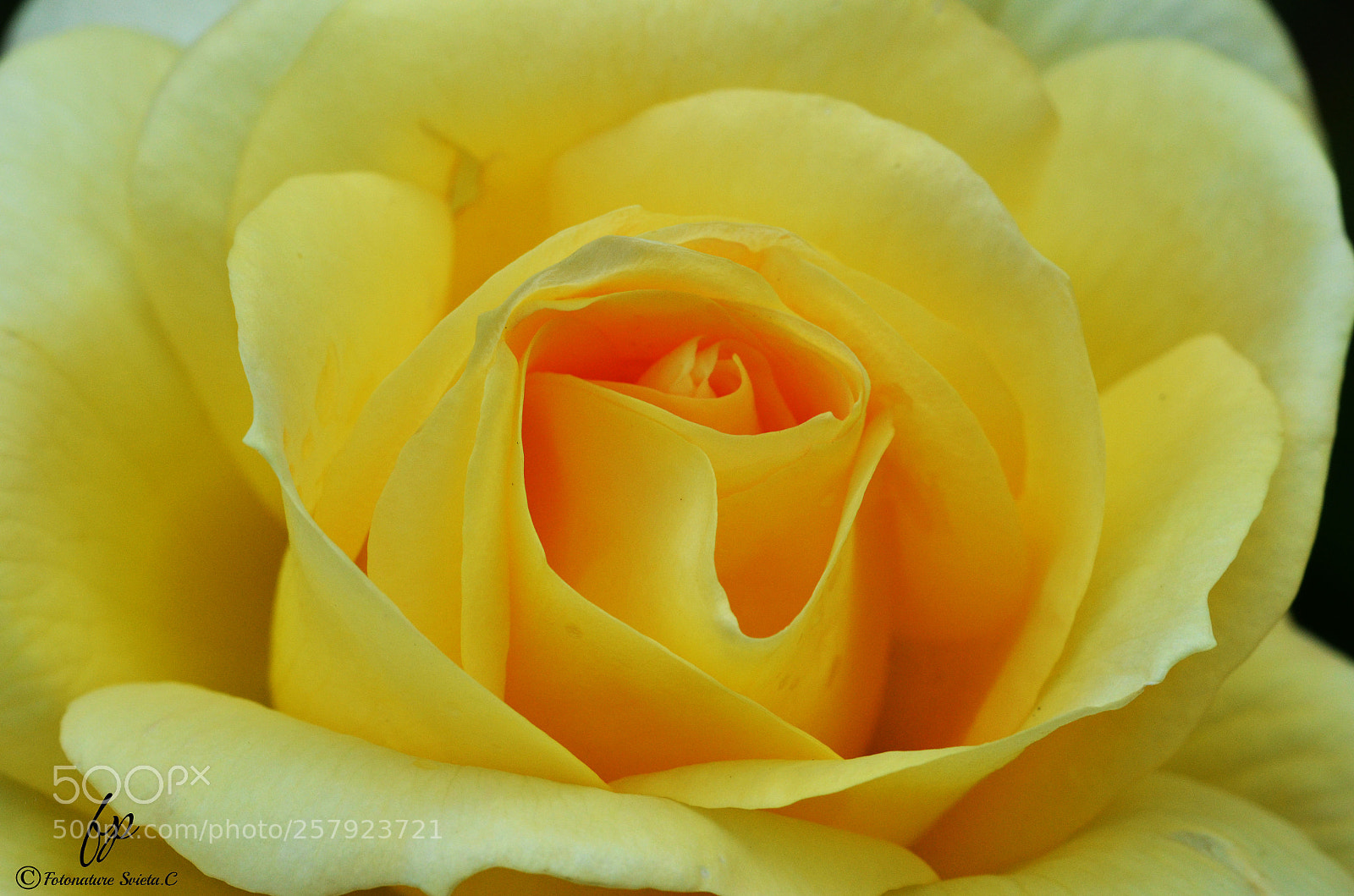 Nikon D5100 sample photo. Yellow rose ii photography