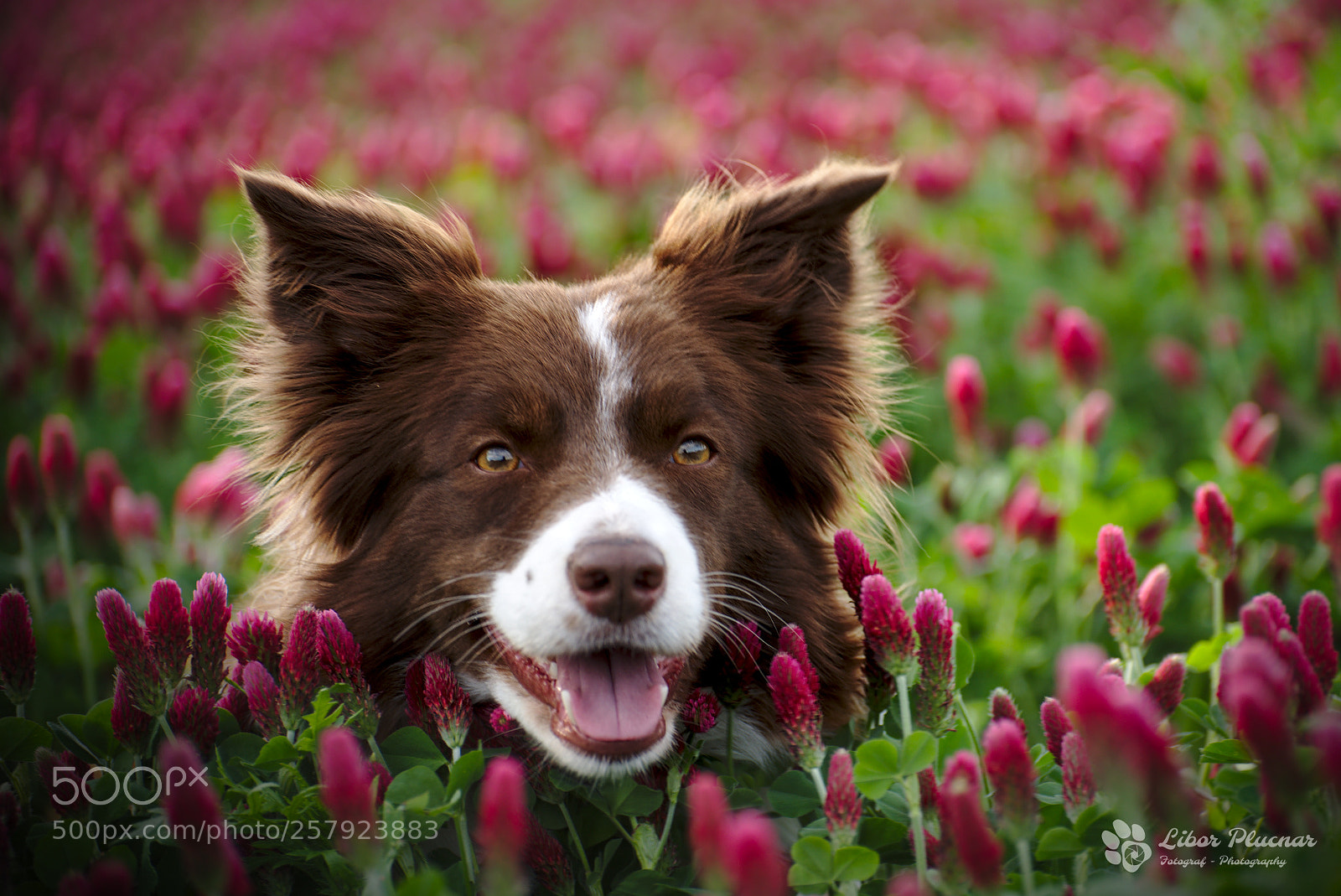 Nikon D610 sample photo. Border colie in red photography