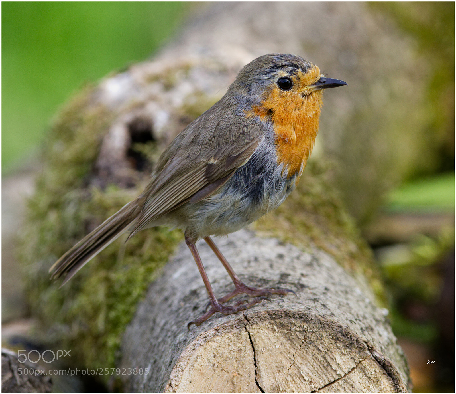 Canon EOS 7D sample photo. Robin photography