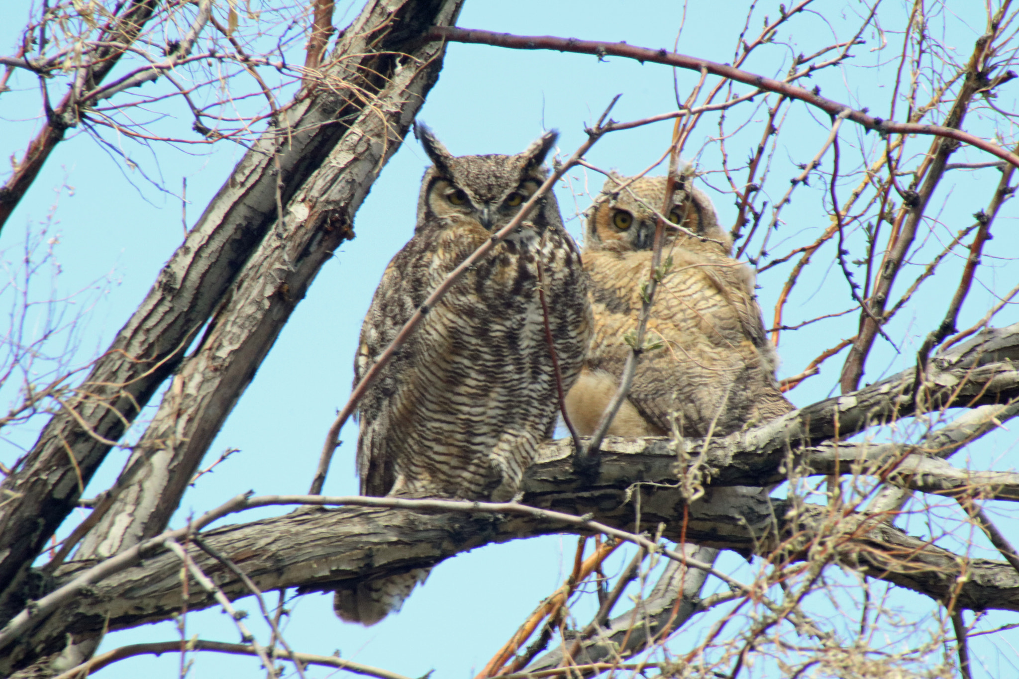 Canon EOS 760D (EOS Rebel T6s / EOS 8000D) sample photo. Parent & baby owl photography