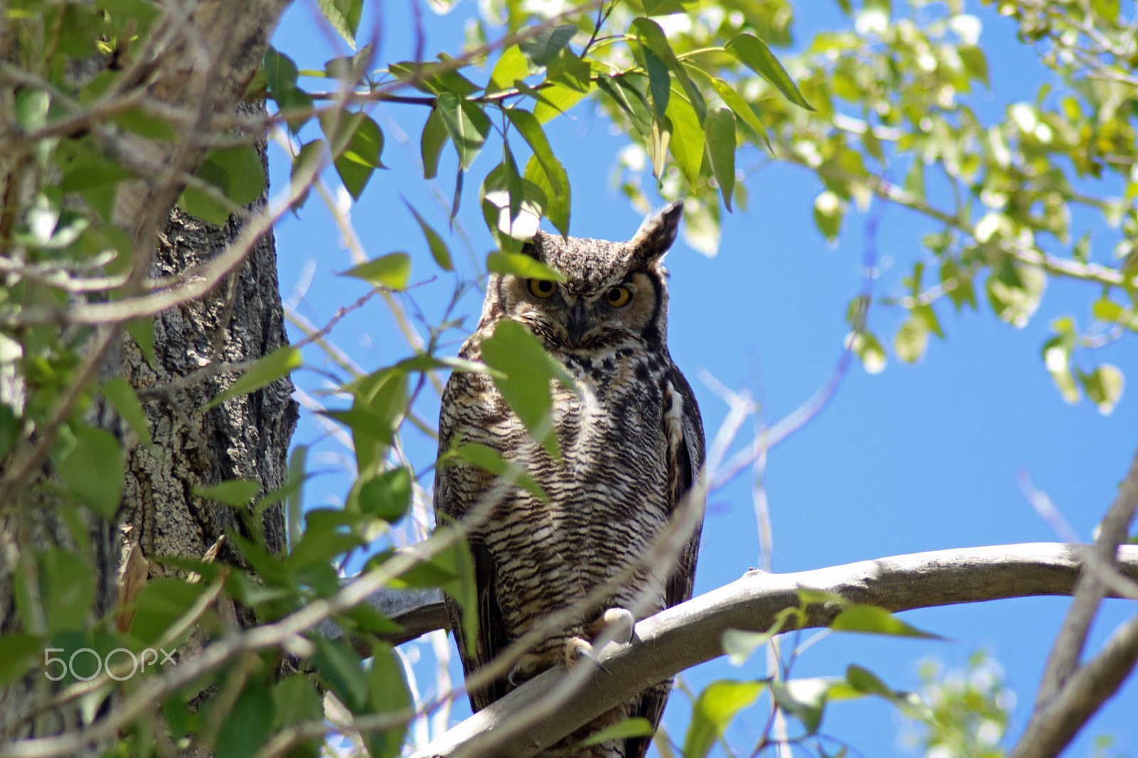 Canon EOS 760D (EOS Rebel T6s / EOS 8000D) sample photo. Parent owl photography