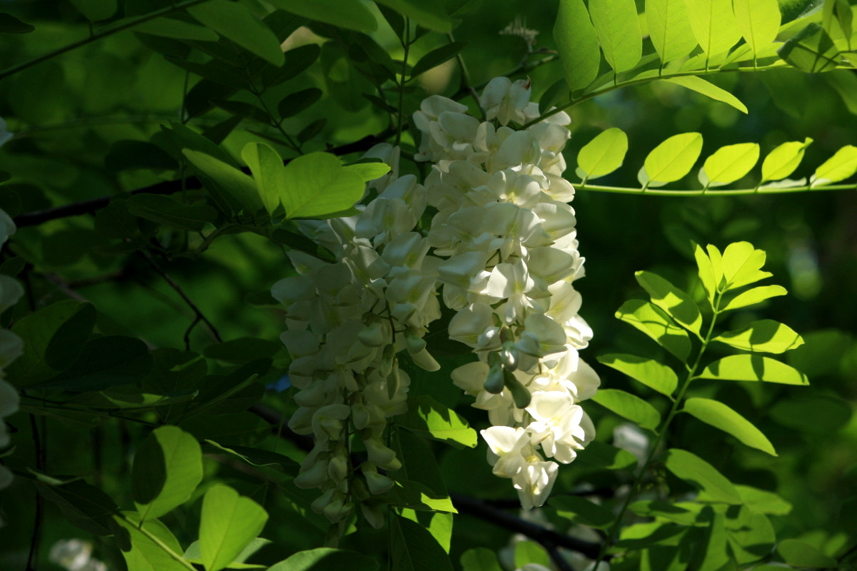 Canon EOS 40D sample photo. Spring grapes photography