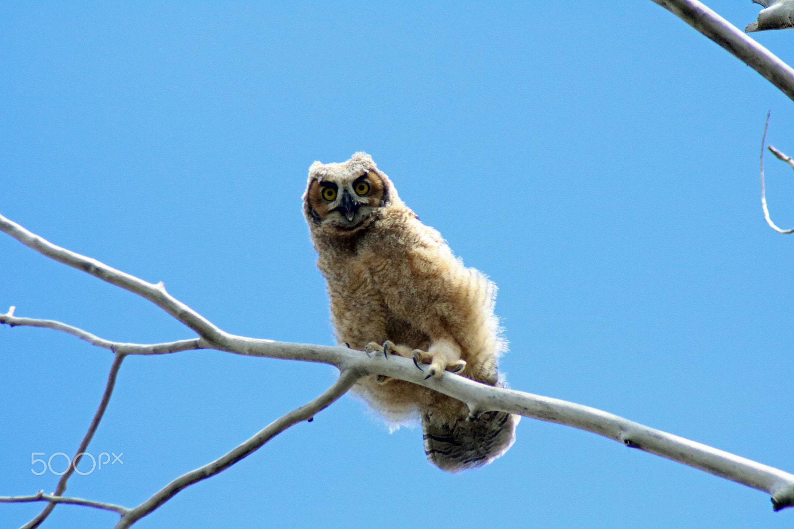 Canon EOS 760D (EOS Rebel T6s / EOS 8000D) sample photo. Baby owl photography
