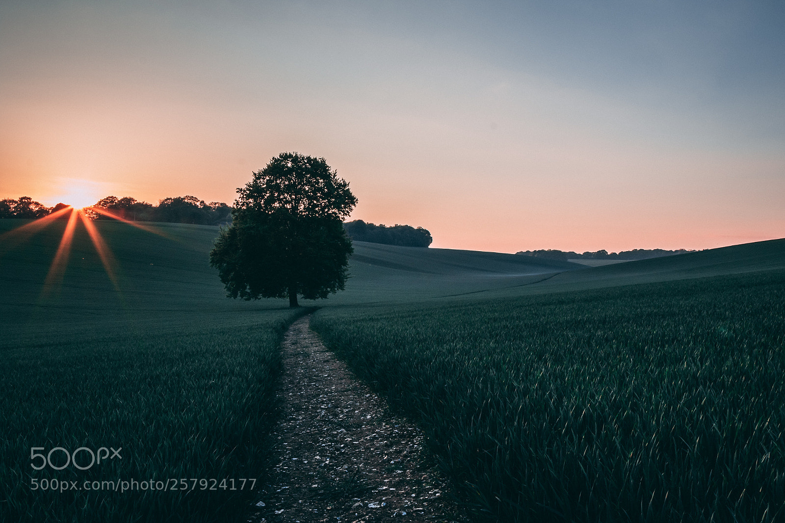 Canon EOS 7D Mark II sample photo. The lone tree photography