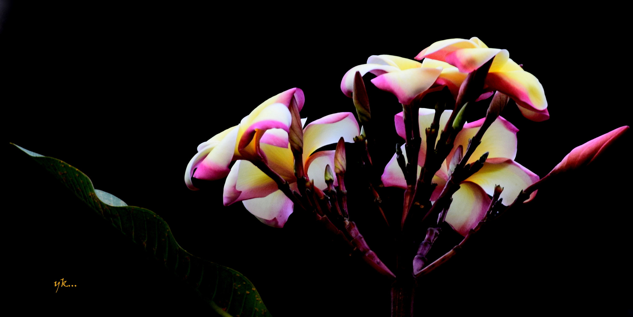 Nikon D3300 sample photo. Bouquet in dark. photography