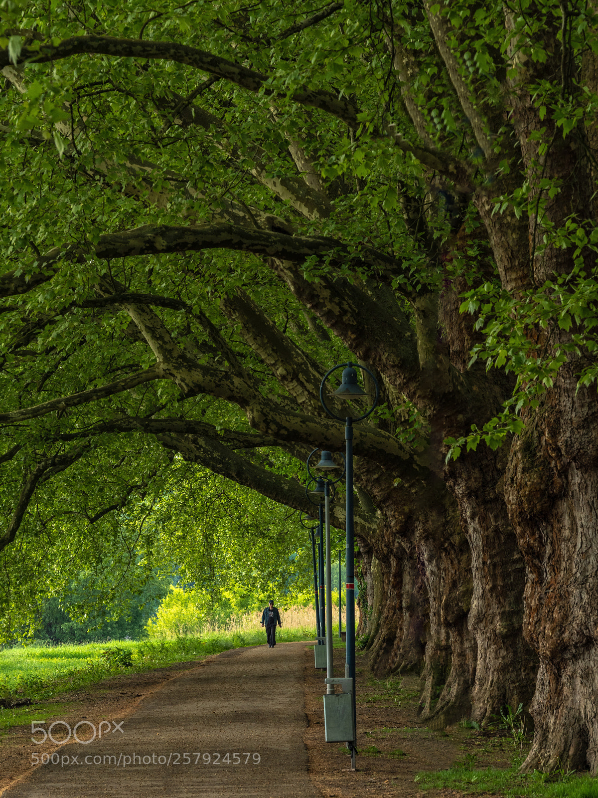 Panasonic Lumix DC-G9 sample photo. Ludwigshafen. avenue on park photography