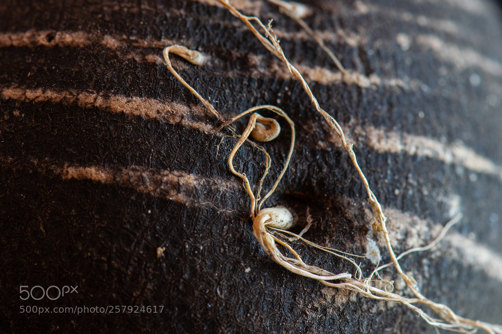Nikon D5300 sample photo. Delicate lines photography