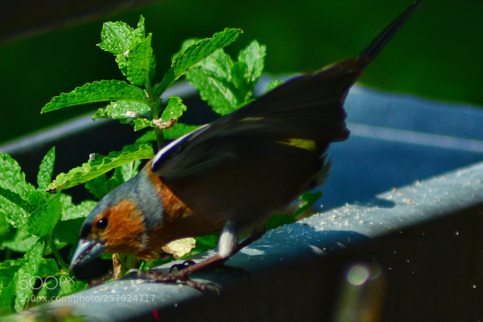 Nikon D5200 sample photo. Buchfink  ii photography