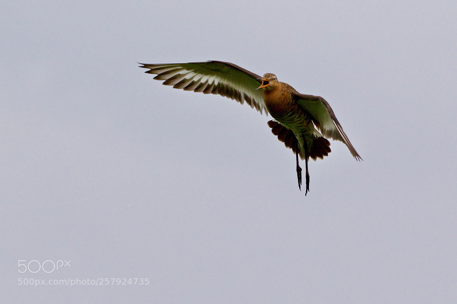 Canon EOS 7D Mark II sample photo. Alarming godwit - alarmerende photography