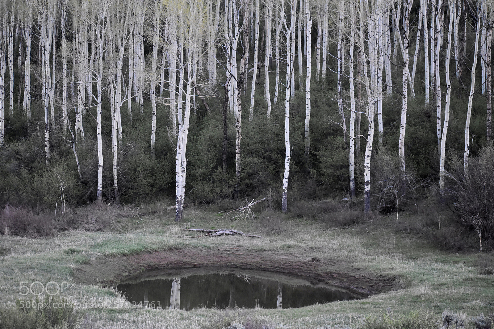Nikon D3400 sample photo. Aspens  photography