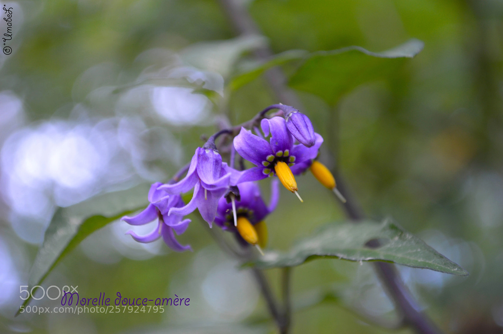 Nikon D3200 sample photo. Morelle douce-amère photography