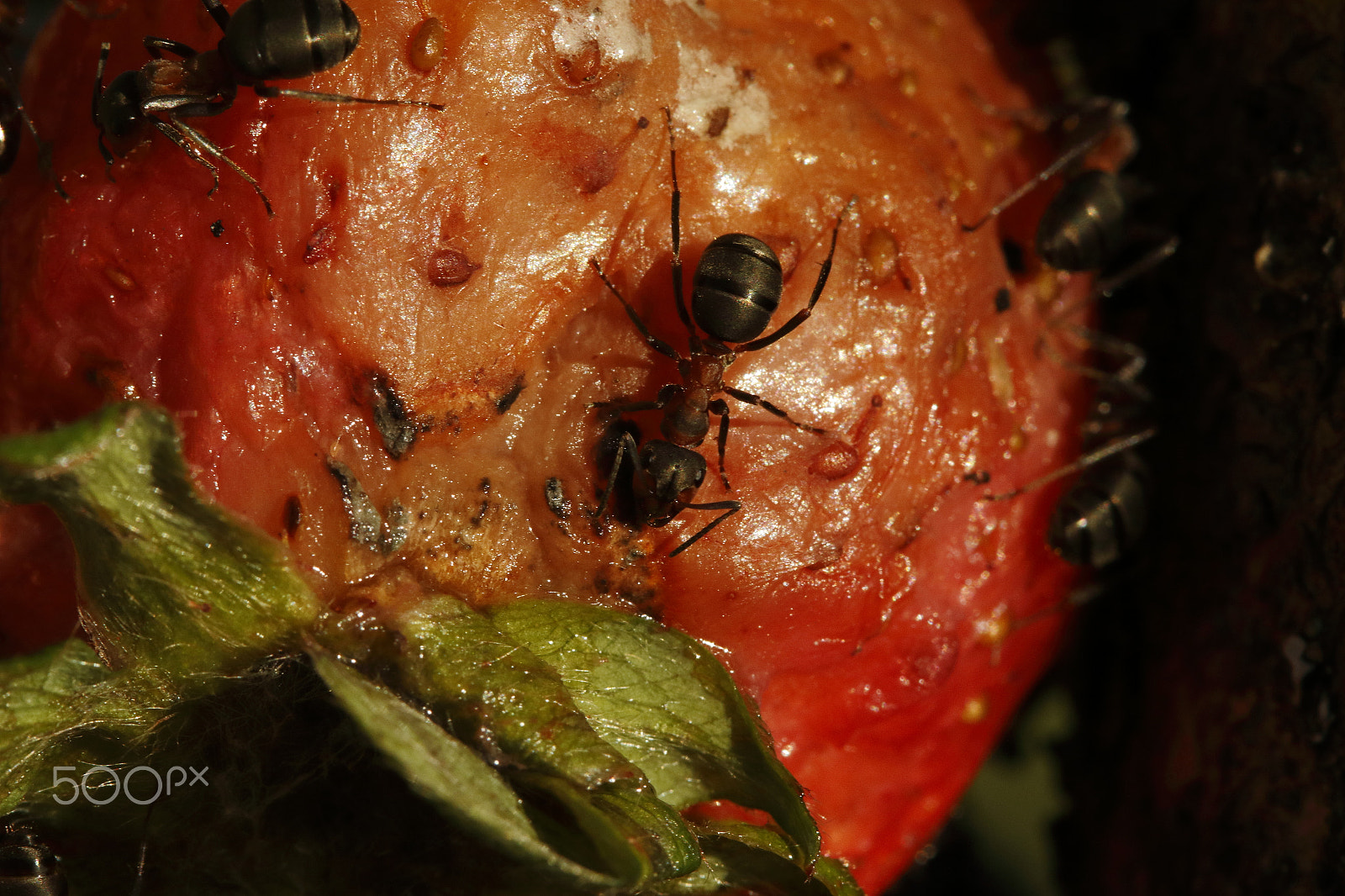 Canon EF 100mm F2.8 Macro USM sample photo. I must have died ant come to heaven photography