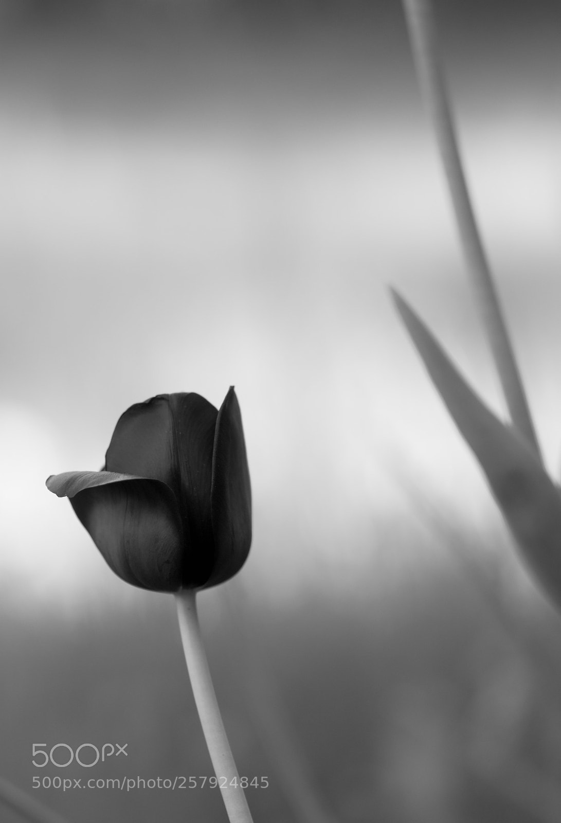 Nikon D7200 sample photo. Queen of the night photography