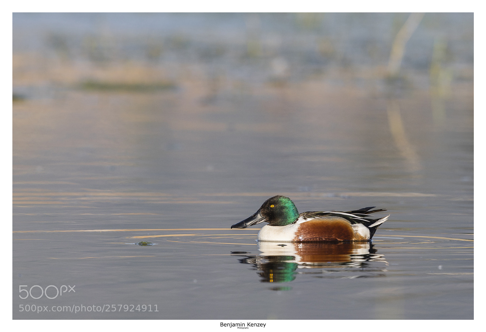 Canon EOS 5D Mark IV sample photo. Canard souchet photography