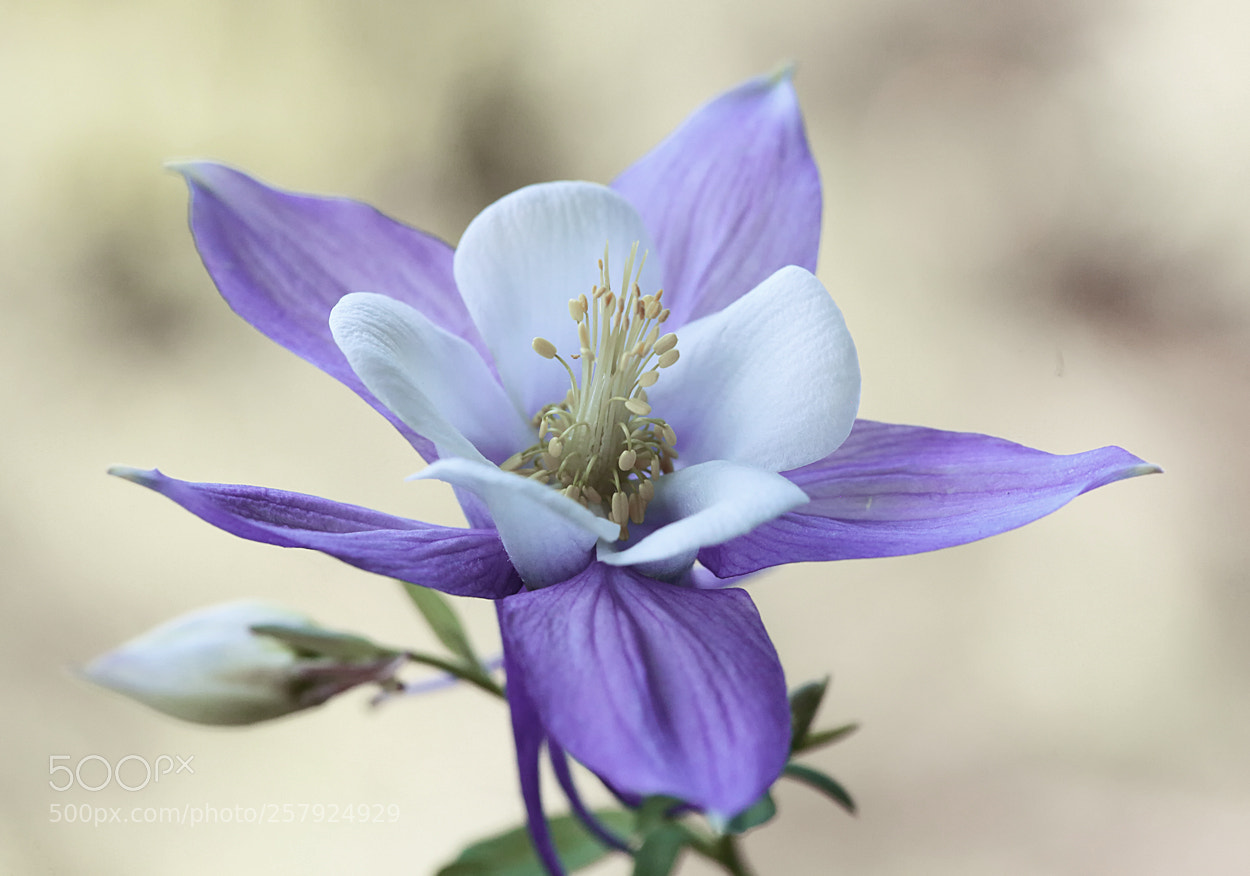Canon EOS 5D Mark II sample photo. Springtime photography