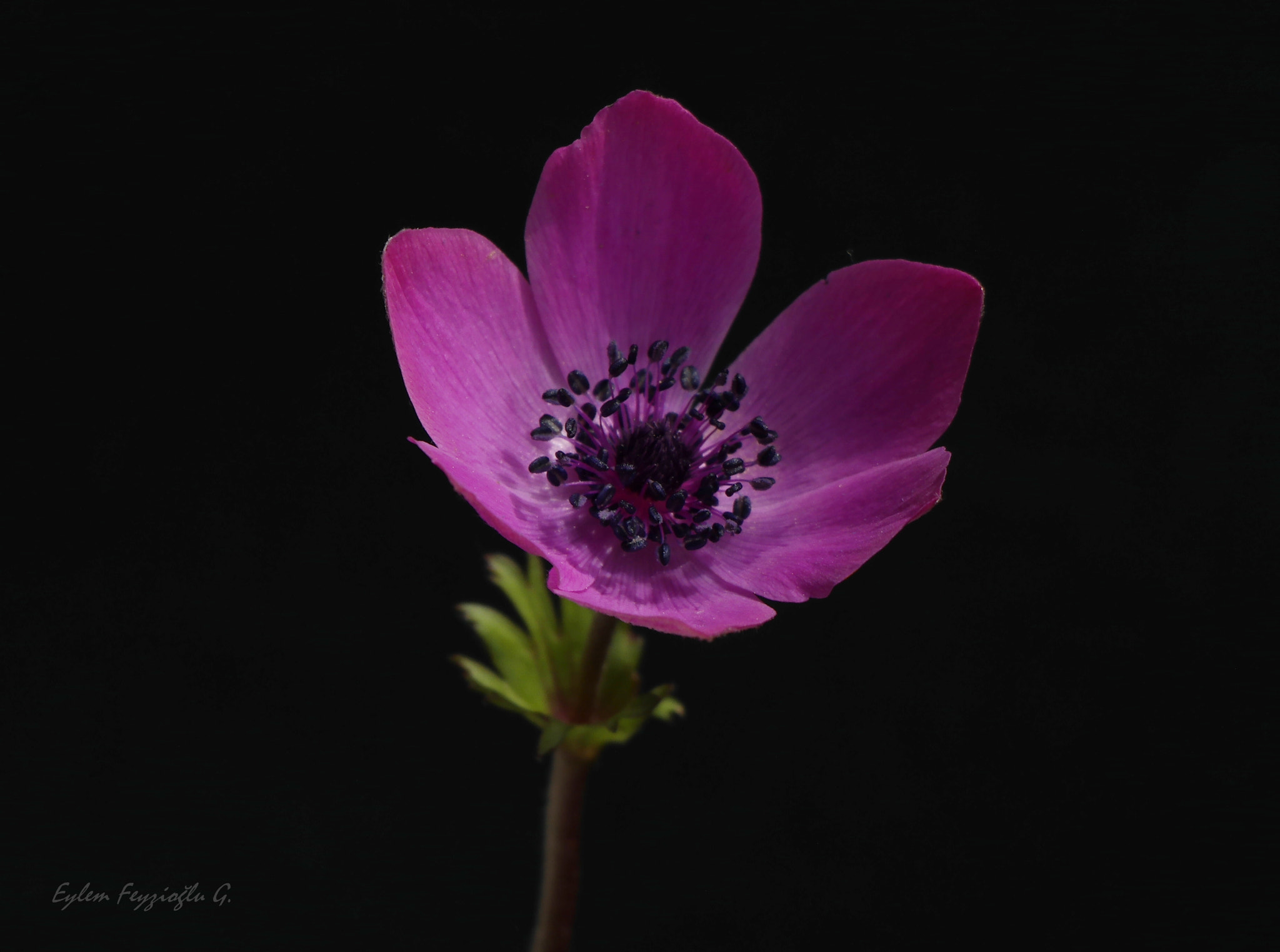 Samsung NX2000 sample photo. Anemone photography