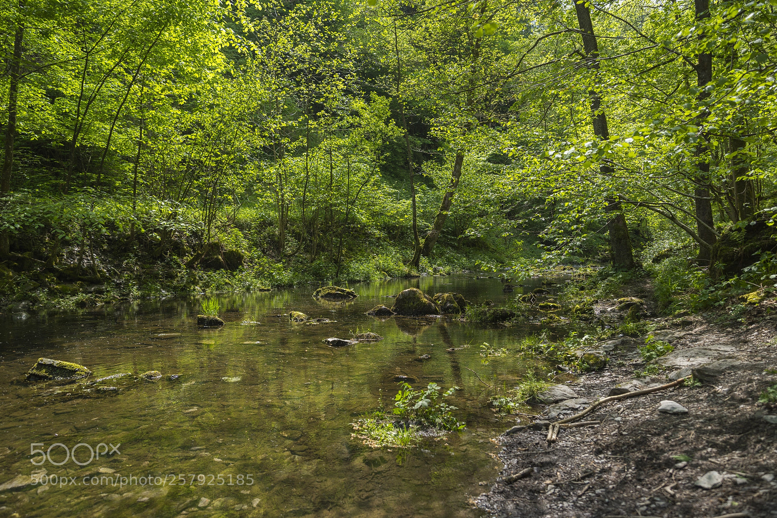 Pentax K-1 sample photo. Everything's gone green photography