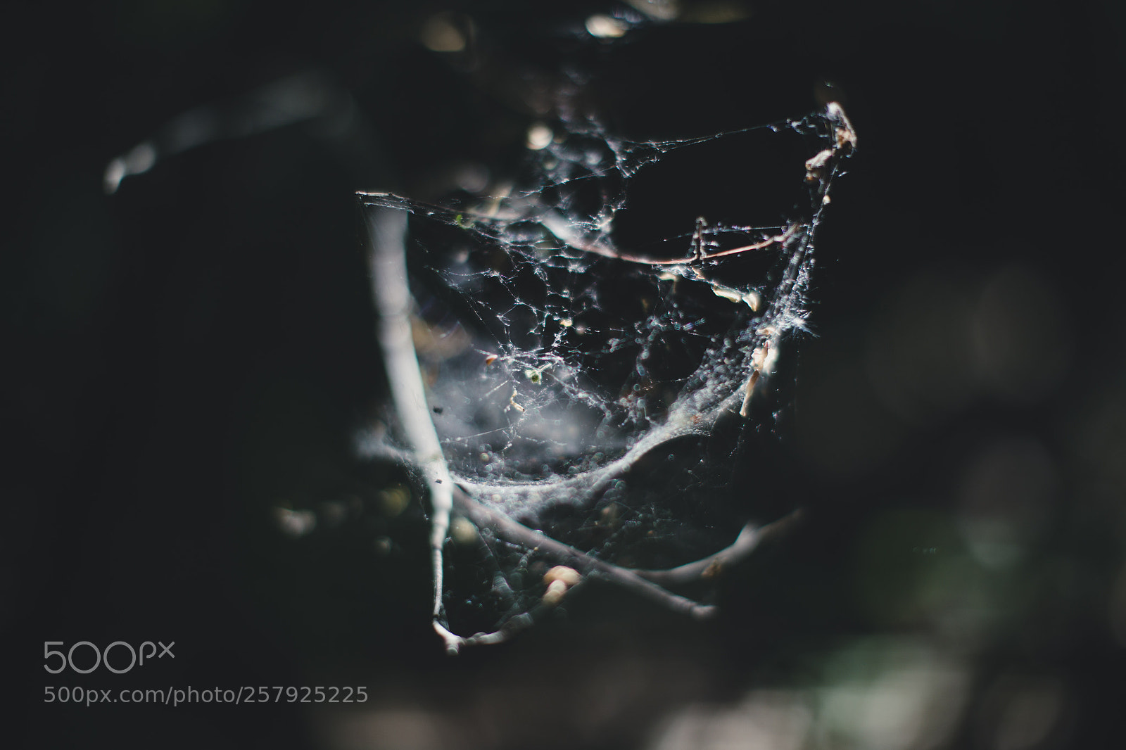 Canon EOS 6D sample photo. Spider home photography