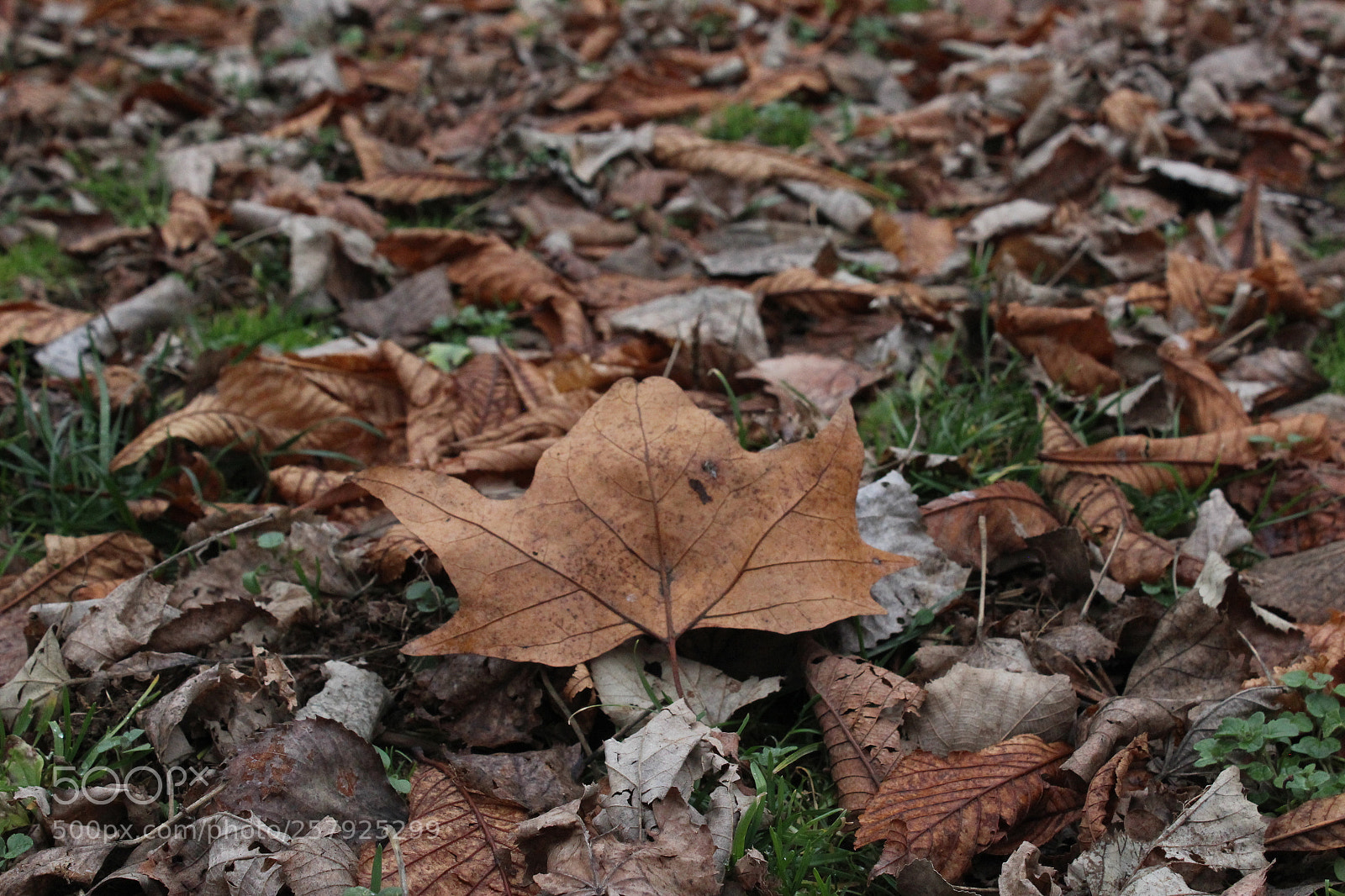 Canon EOS 600D (Rebel EOS T3i / EOS Kiss X5) sample photo. Img photography