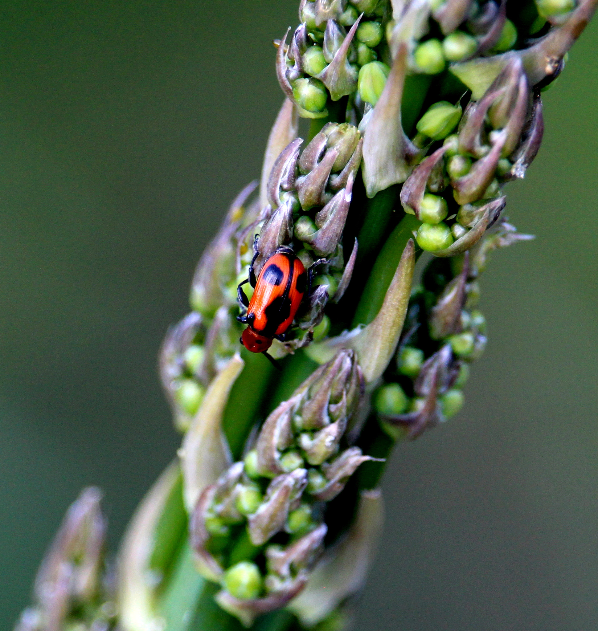 Canon EOS 100D (EOS Rebel SL1 / EOS Kiss X7) + Canon EF-S 55-250mm F4-5.6 IS STM sample photo. Poppet photography