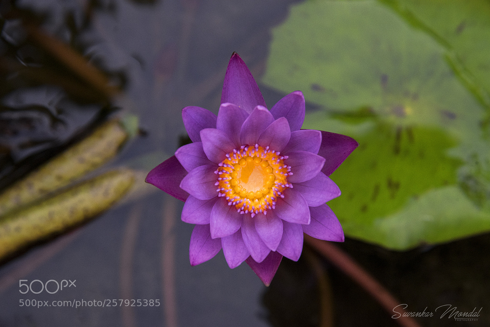 Nikon D750 sample photo. Flower photography