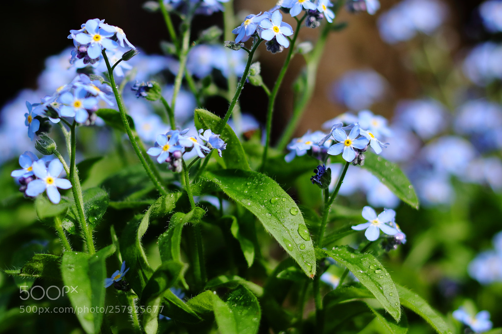 Canon EOS 750D (EOS Rebel T6i / EOS Kiss X8i) sample photo. The waterdrips photography
