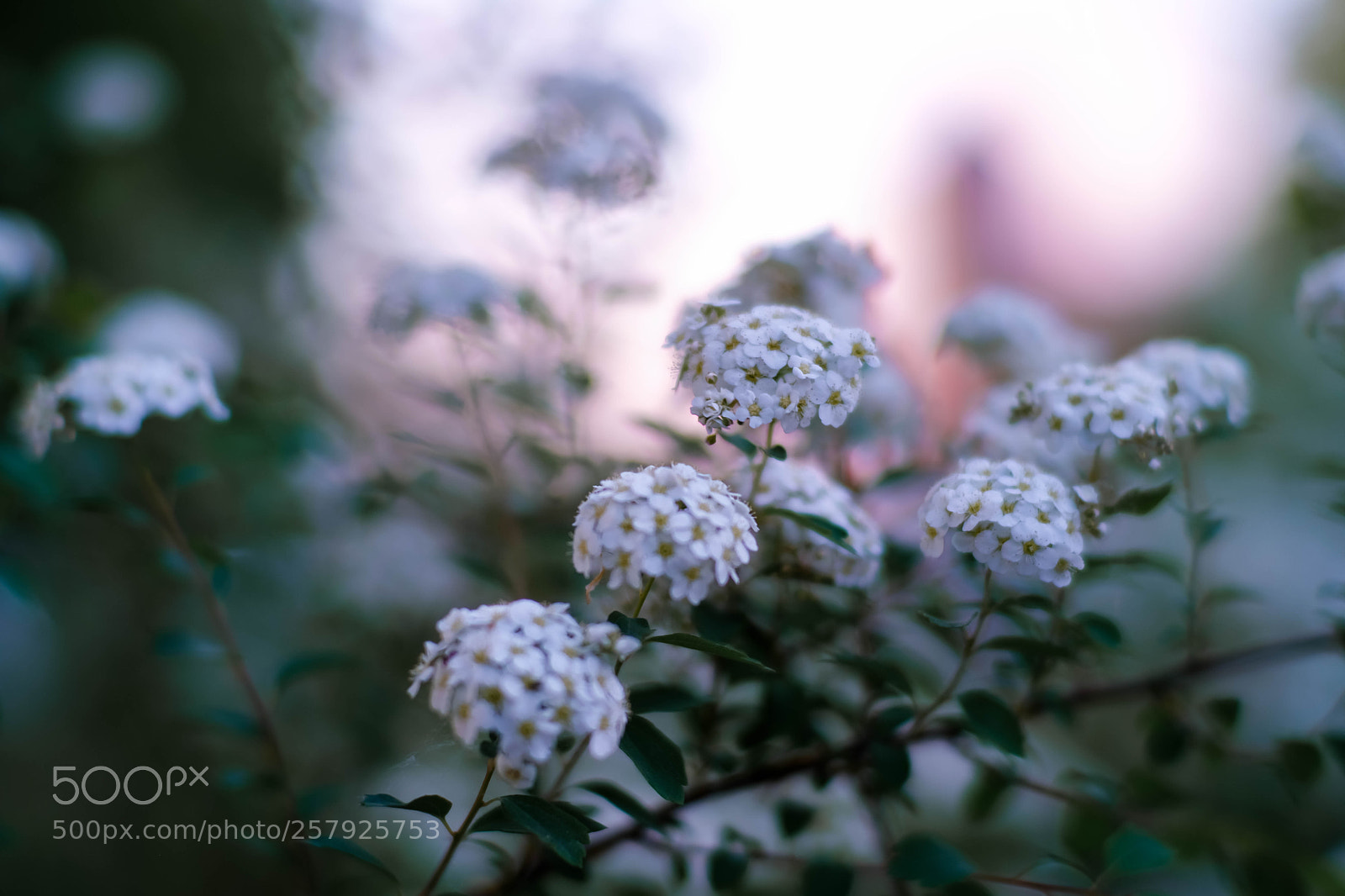 Fujifilm X-T20 sample photo. X photography