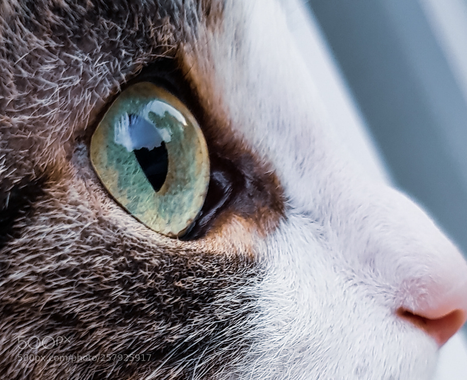 Samsung Galaxy S8 sample photo. Adorable green eyes photography