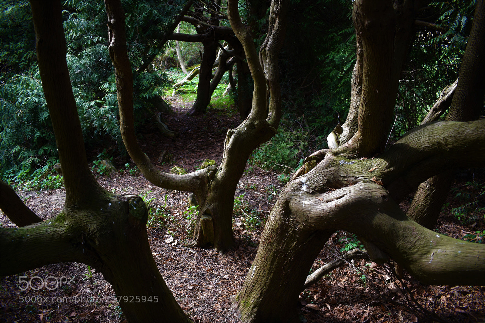 Nikon D3400 sample photo. Tree trunk photography