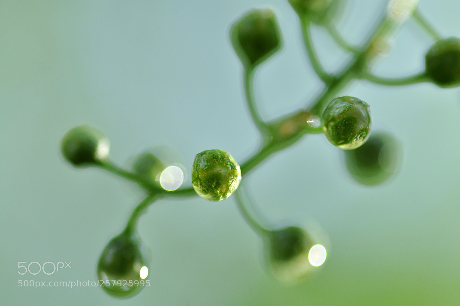 Nikon D90 sample photo. After the rain photography