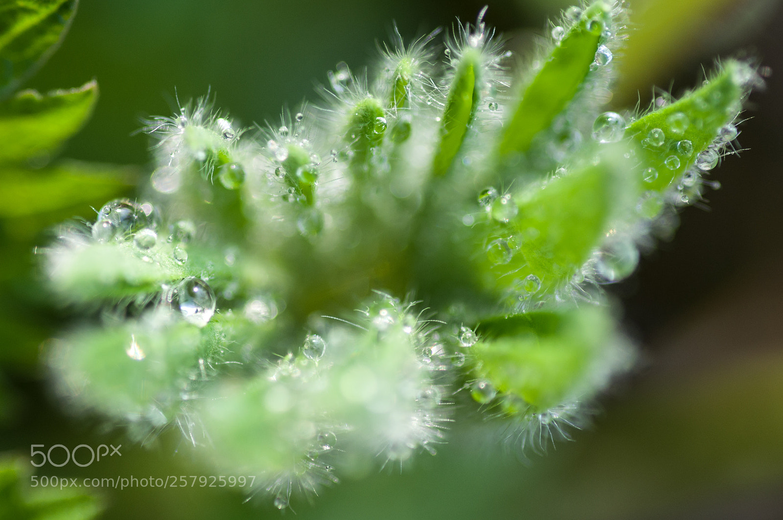 Nikon D90 sample photo. After the rain photography