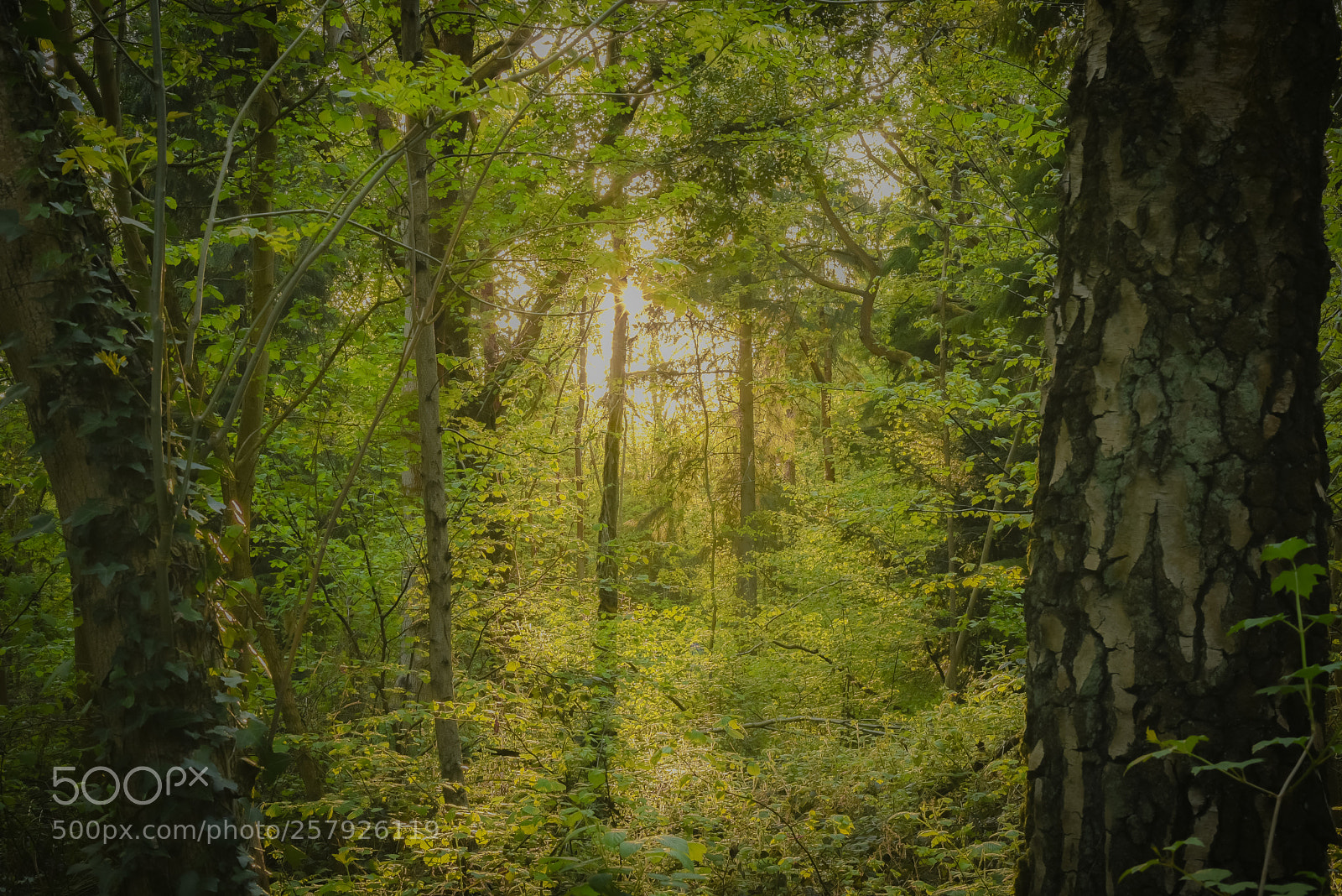 Nikon D750 sample photo. Last of spring sun photography