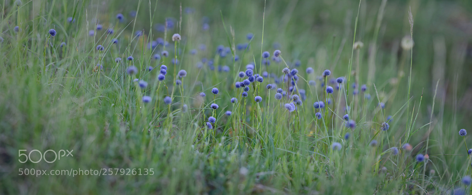Nikon D7100 sample photo. Troupeau de fleurs bleues photography