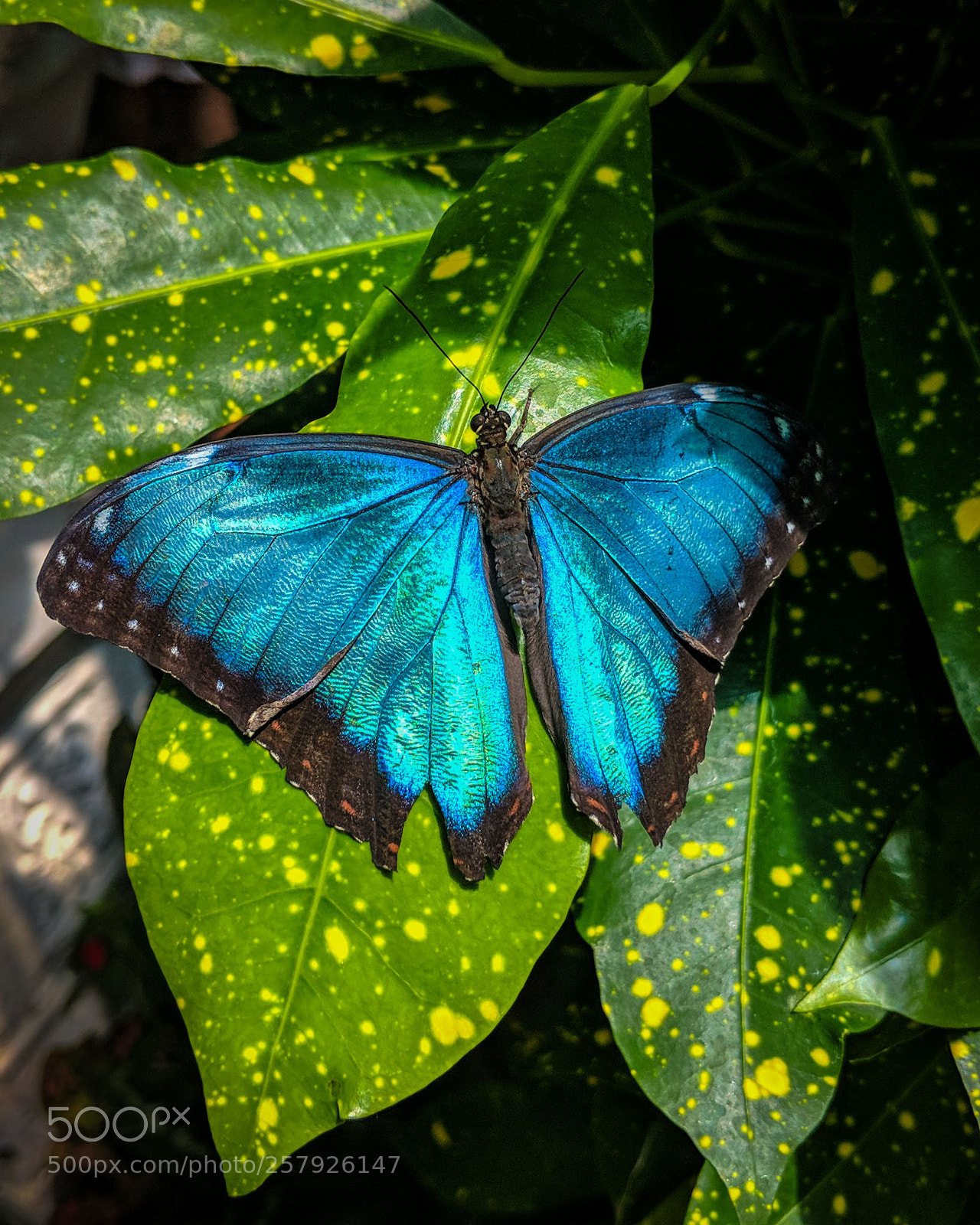 Google Pixel 2 sample photo. Blue photography