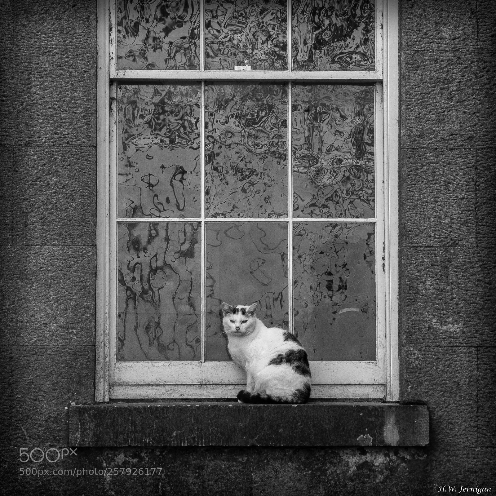 Canon EOS 6D sample photo. Cat on sill photography